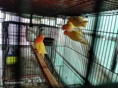 Breeder Lover Birds Pairs