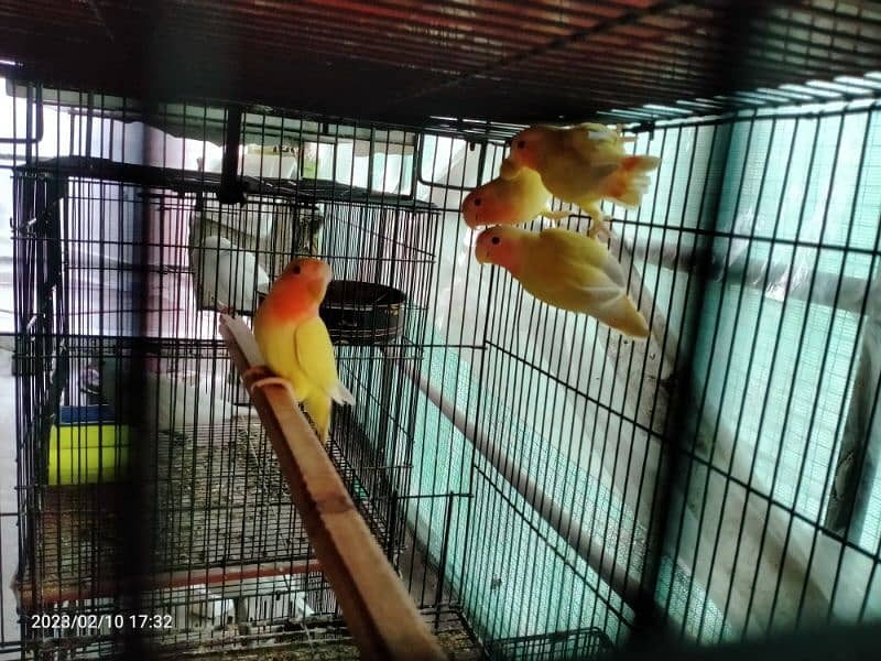 Breeder Lover Birds Pairs 0