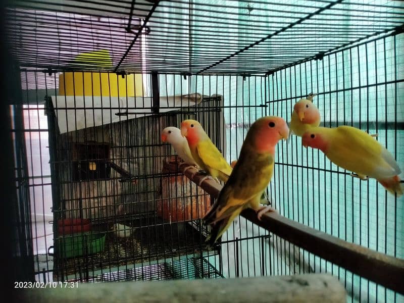 Breeder Lover Birds Pairs 1