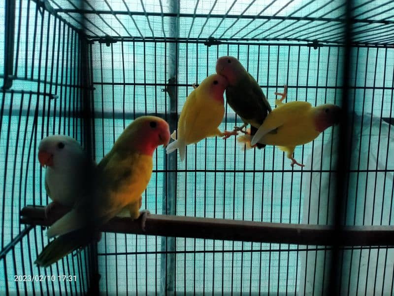 Breeder Lover Birds Pairs 2