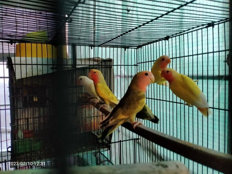 Breeder Lover Birds Pairs 3