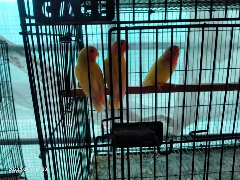 Breeder Lover Birds Pairs 5