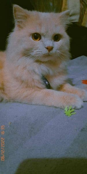 Persian male cat 9 month age ha is ki phone no 0302 0042140