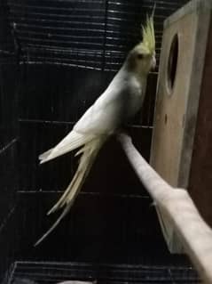Coctaail