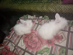 English angora rabbit Bunny