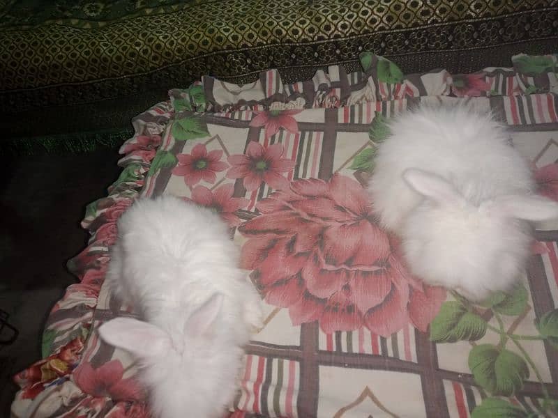 English angora rabbit Bunny 1