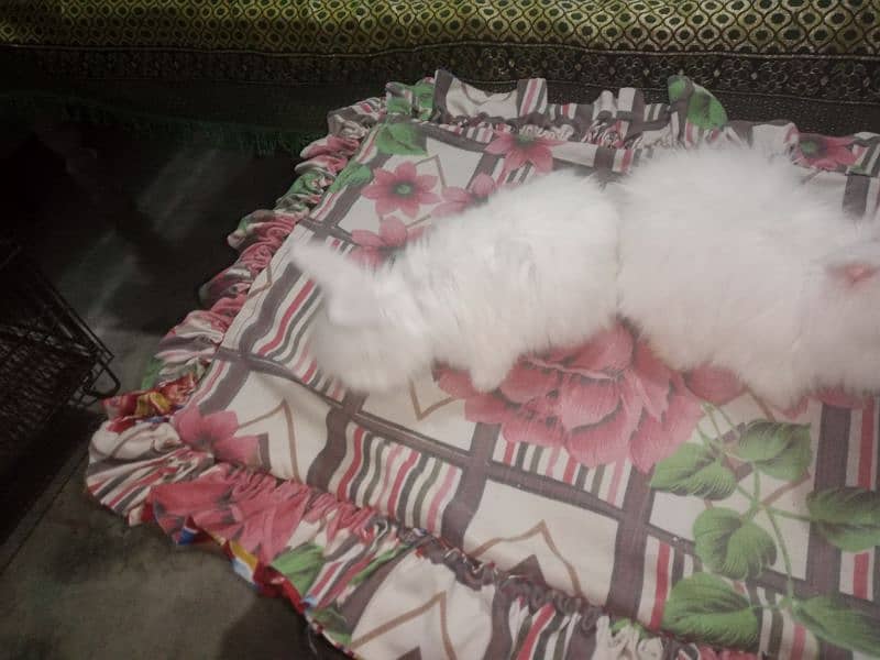 English angora rabbit Bunny 3