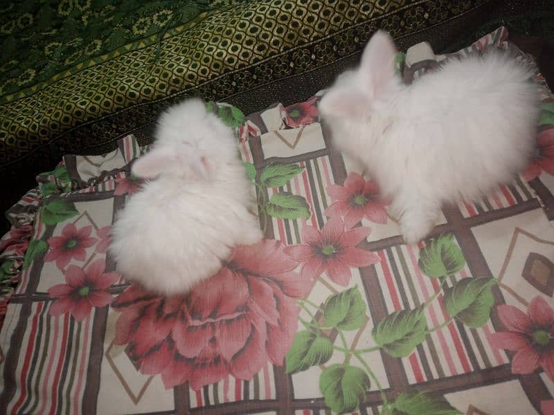 English angora rabbit Bunny 4