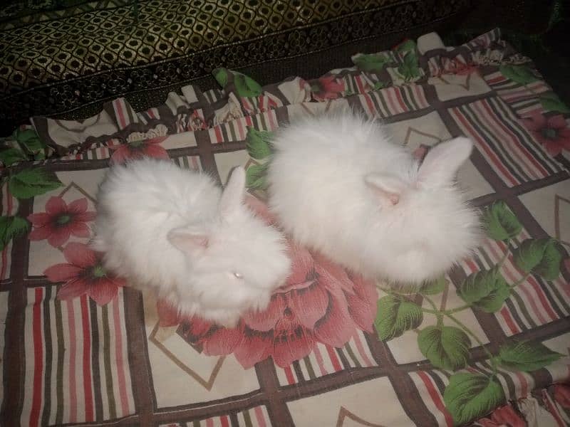 English angora rabbit Bunny 6