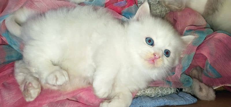 Triple coated Blue  eyes pure White cat 0