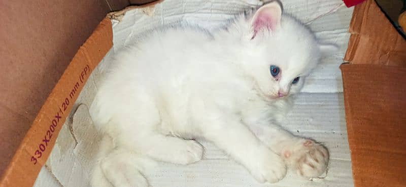 Triple coated Blue  eyes pure White cat 2