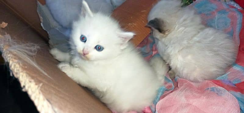 Triple coated Blue  eyes pure White cat 5