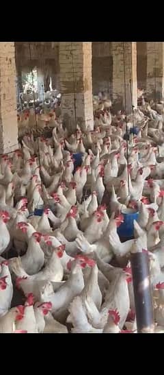 Layer hens / Hens for sale 0