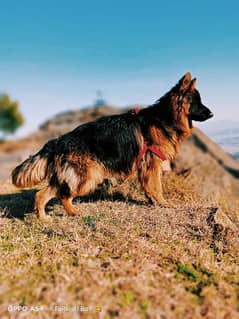 German Shepherd Dog