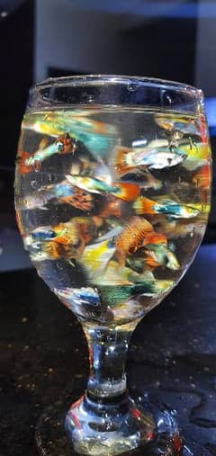 Imported Guppy Fish