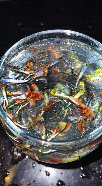 Imported Guppy Fish 2