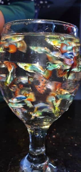 Imported Guppy Fish 5