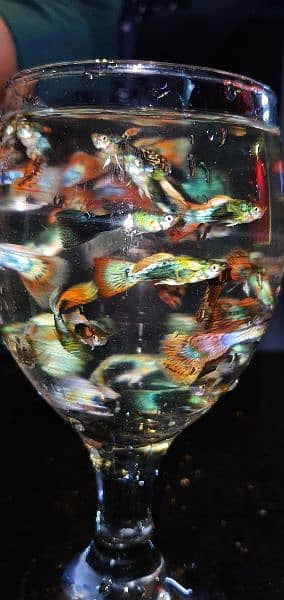 Imported Guppy Fish 6