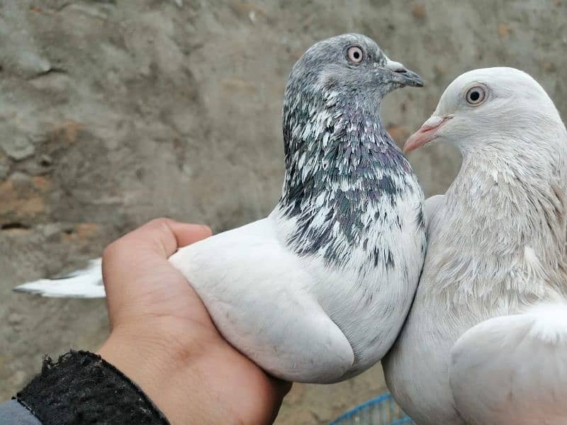 گهاسی کبوتر pair 0