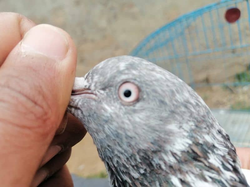 گهاسی کبوتر pair 1