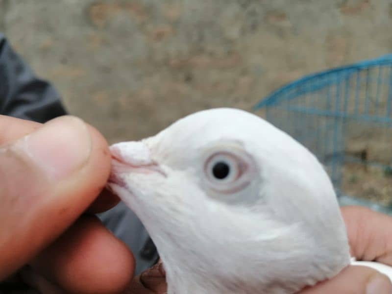 گهاسی کبوتر pair 2