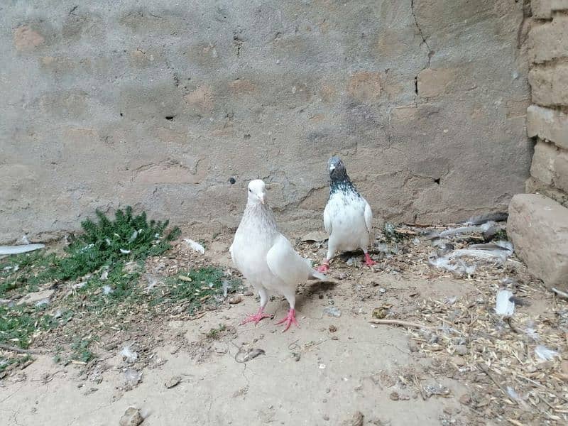 گهاسی کبوتر pair 3