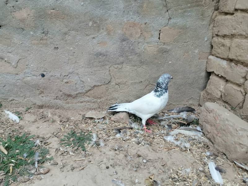 گهاسی کبوتر pair 4