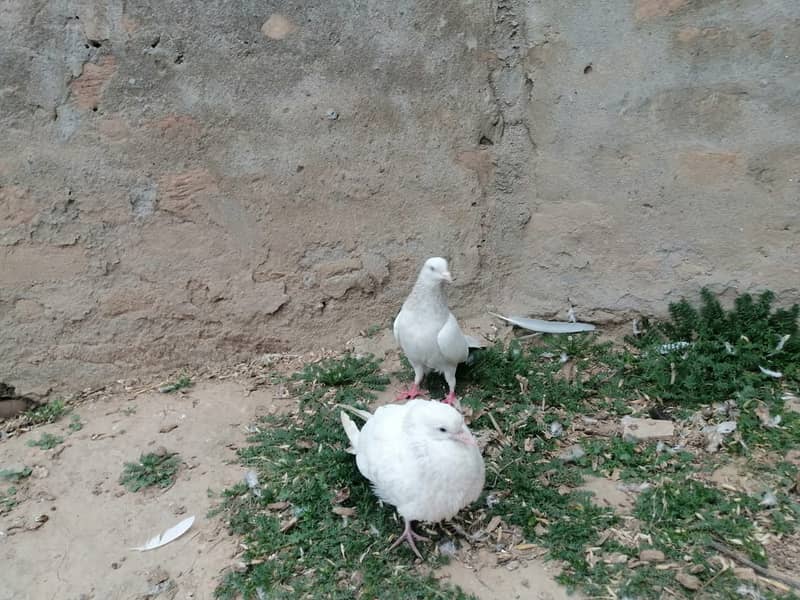 گهاسی کبوتر pair 5