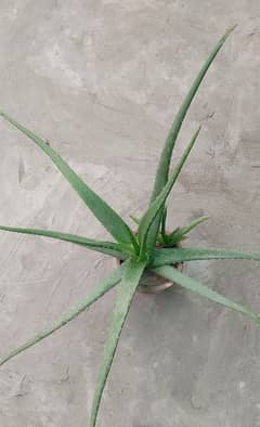 Aloe