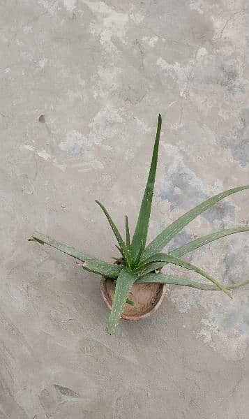 Aloe vera 1