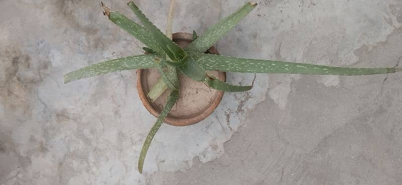 Aloe vera 5