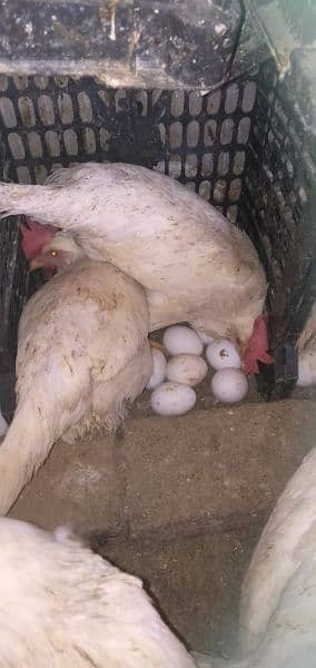 layer hen for sale 1