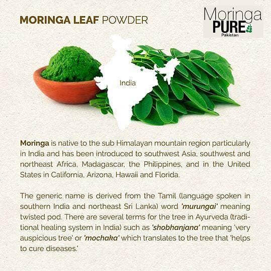 MORINGA PAKISTAN ORGANIC AND PURE: MORINGA OLEIFERA POWDER IN KARACHI 4