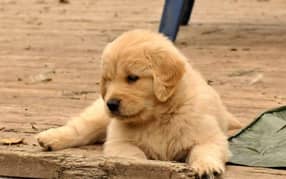 Pedigreed