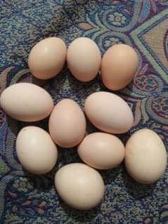 Pure Desi Fertile Eggs