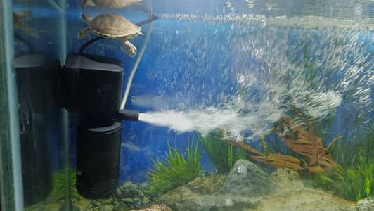 8 mm Glass Tank, Latest Design 2.5 ft x 18 inch x 2 ft height Aquarium