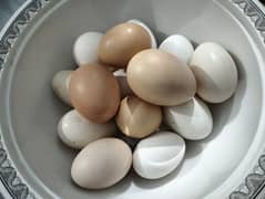 EGGs ghr ke dassi khuraq KY Andy hn 360 rupee darzan. Totally fresh egg