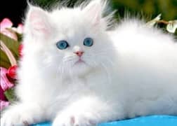 Beautiful Persian kittens