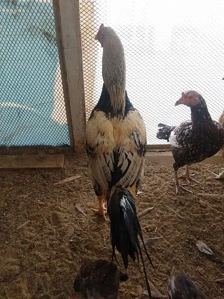 aseel hen and chicks with murgha(java)