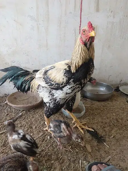aseel hen and chicks with murgha(java) — photo 2