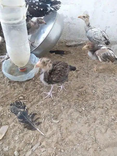 aseel hen and chicks with murgha(java) — photo 3