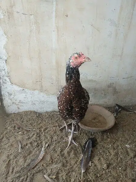 aseel hen and chicks with murgha(java) — photo 4