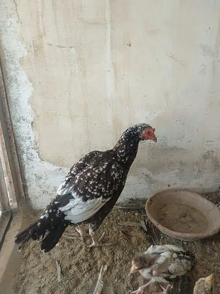 aseel hen and chicks with murgha(java) — photo 5