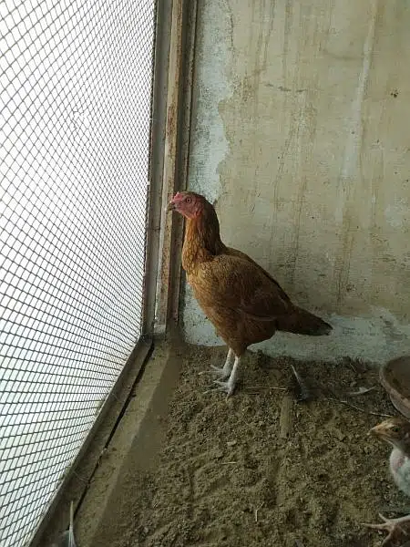 aseel hen and chicks with murgha(java) — photo 6