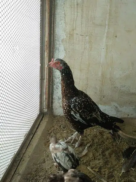 aseel hen and chicks with murgha(java) — photo 7