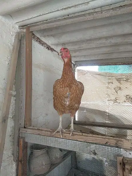aseel hen and chicks with murgha(java) — photo 8