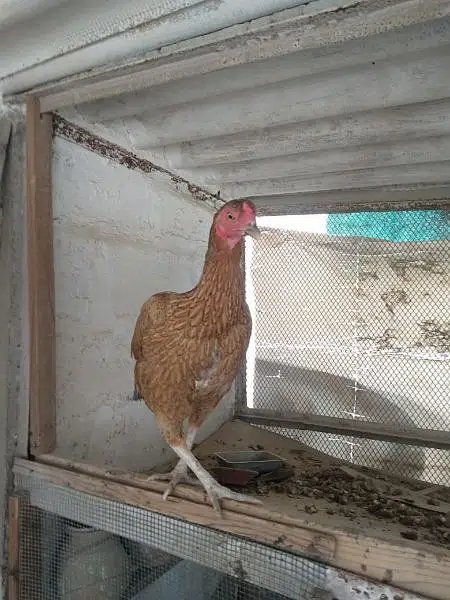 aseel hen and chicks with murgha(java) — photo 9