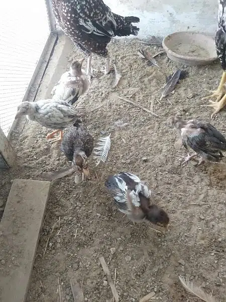 aseel hen and chicks with murgha(java) — photo 10