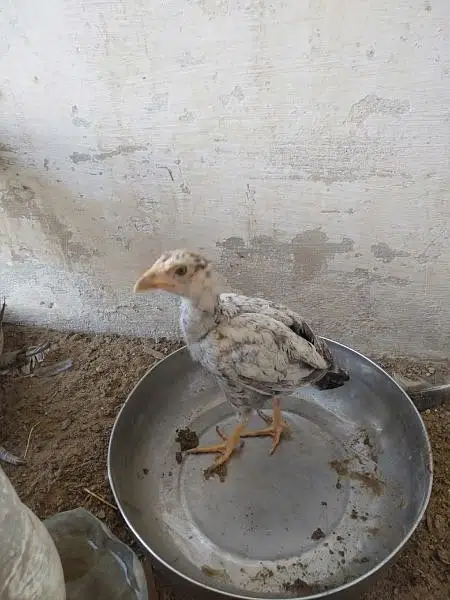 aseel hen and chicks with murgha(java) — photo 11
