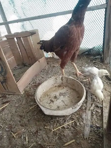 aseel hen and chicks with murgha(java) — photo 12